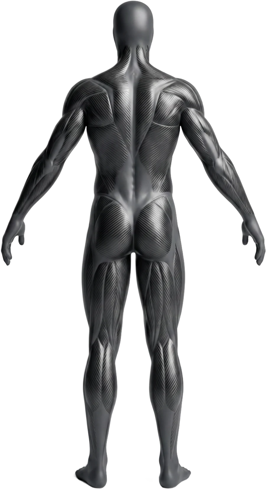 Anatomische Figur von hinten: Rücken, Trizeps, Gesäß und Beinbeuger