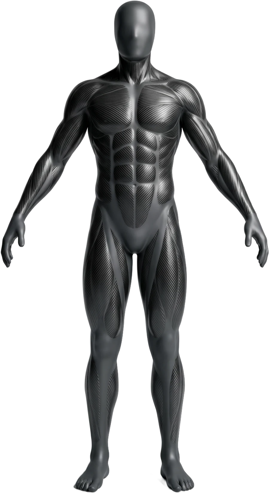 Anatomische Figur von vorn: Muskelgruppen, die beim EMS-Training aktiviert werden